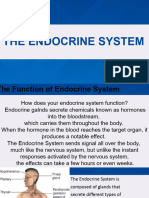 Endocrine System