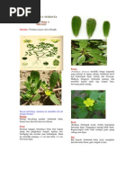 Download Portulaca Oleracea by rozeemo SN71245011 doc pdf