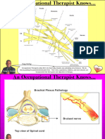 Brachial Plexus Master Study Guide