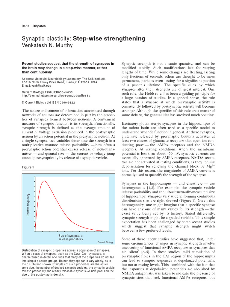Synaptic Strength | PDF