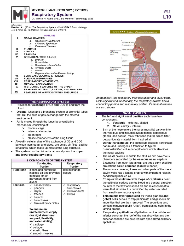 Anatomy of the Respiratory System | PDF | Respiratory Tract | Lung