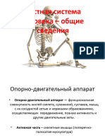 Презентация По Биологии На Тему - Костная Система Человека. Общие Сведенья - (8 Класс)