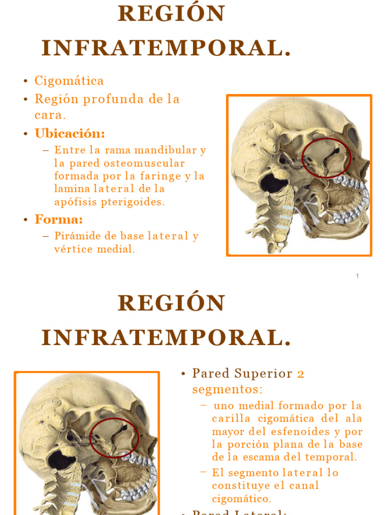 Region Infratemporal | PDF | Anatomía | Cara