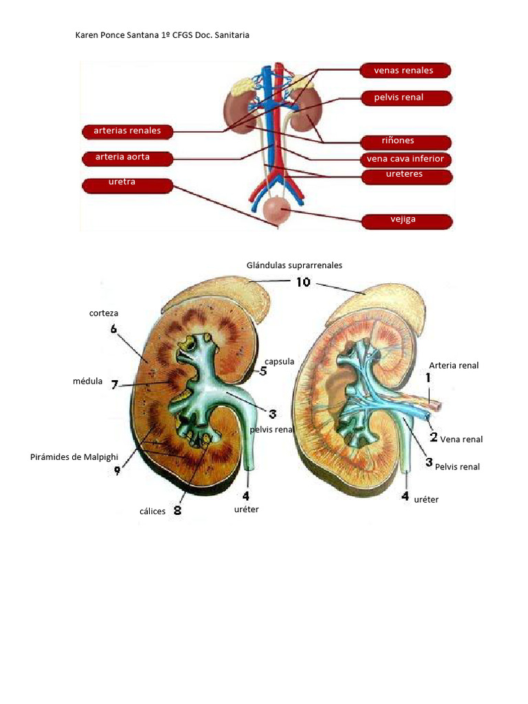 Anatomía y Funciones del Riñón | PDF | Riñón | Urología