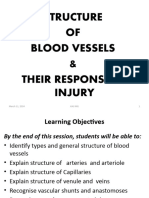 16 Structure of Blood Vessels Their Response To Injury