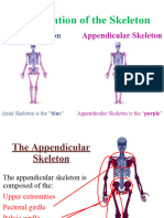 Appendicularskeleton 110912102146 Phpapp01