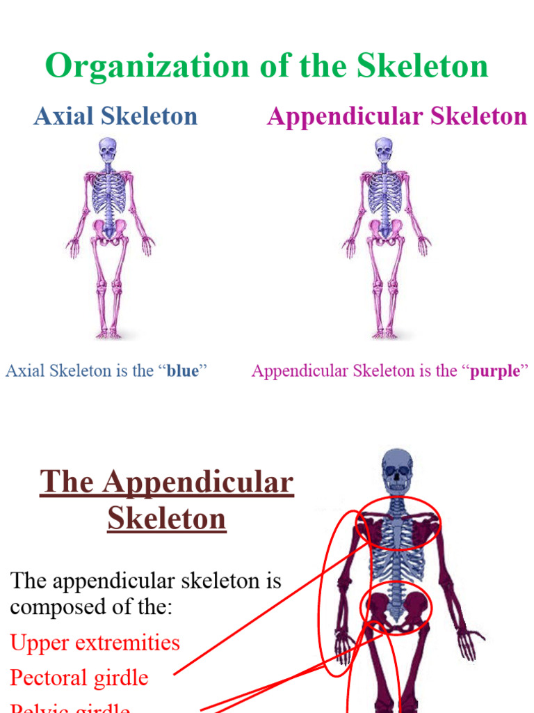 Overview of the Appendicular Skeleton | PDF | Foot | Hand