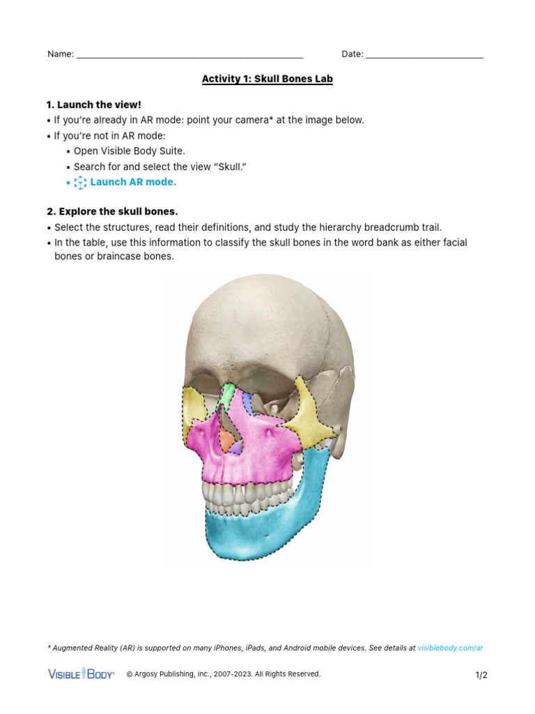 Skull Bones Lab Activities | PDF | Skull | Anatomy