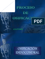 proceso_de_osificacio