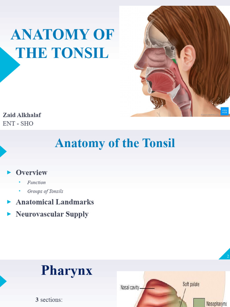 Anatomy of the Tonsils Explained | PDF | Human Anatomy | Human Head And ...
