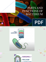 Parts and Functions of Bacterium