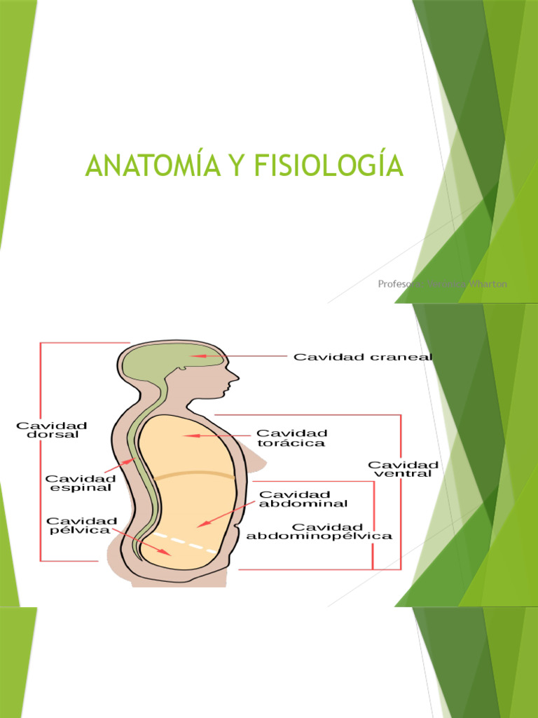 Anatomia Ppt 3 Pdf