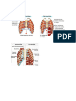 Aparato Respiratorio