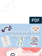 Sistema Nervioso Periferico