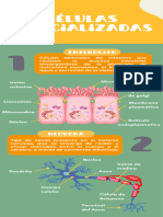 Infografia Células Especializadas