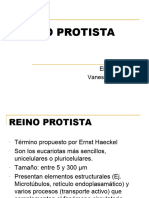 Reino Protista