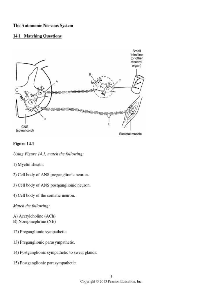 Autonomic Nervous | PDF | Autonomic Nervous System | Anatomy