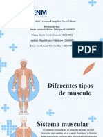 Tipos de Musculo y Vasos Sanguineos