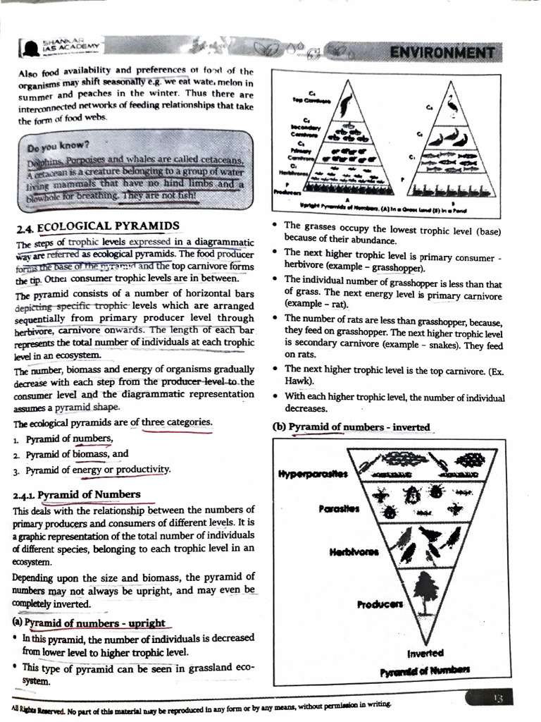 Understanding Ecological Pyramids | PDF | Systems Ecology | Ecology