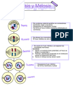 Mitosis y Meiosis