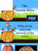 The Human Brain - GENYO