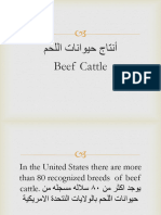Beef - Cattle - PP.pp سلالات اللحم