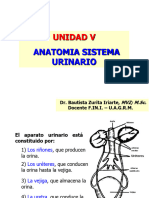 V. Anatomia Sistema Urogenital