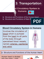 3.2.2 Blood Circulatory System in Humans