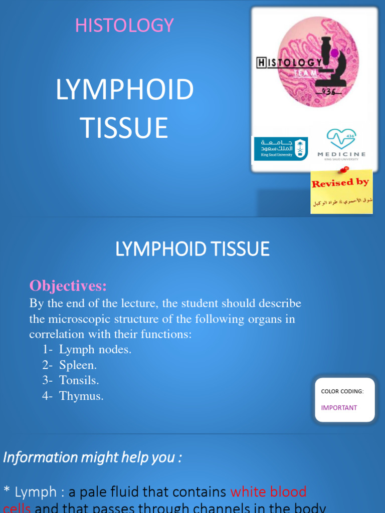 4 Lymphoid Tissue Pdf Lymphatic System Lymph Node