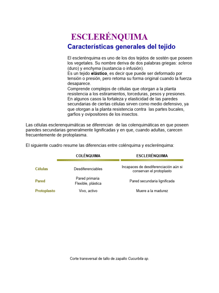 ESCLERÉNQUIMA Descargar gratis PDF Tallo de la planta Hoja