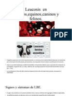 Leucosis en Bovinos, Equinos, Caninos y Felinos