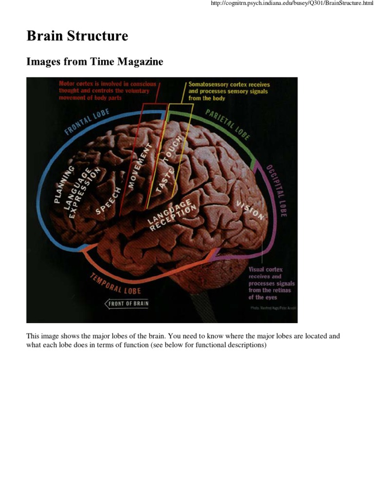 Brain Structure | Brain | Cerebellum