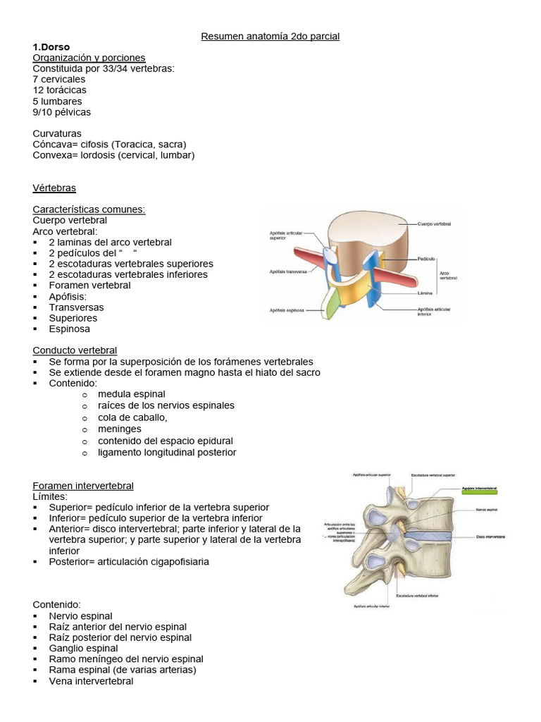 Resumen De Dorso Pdf