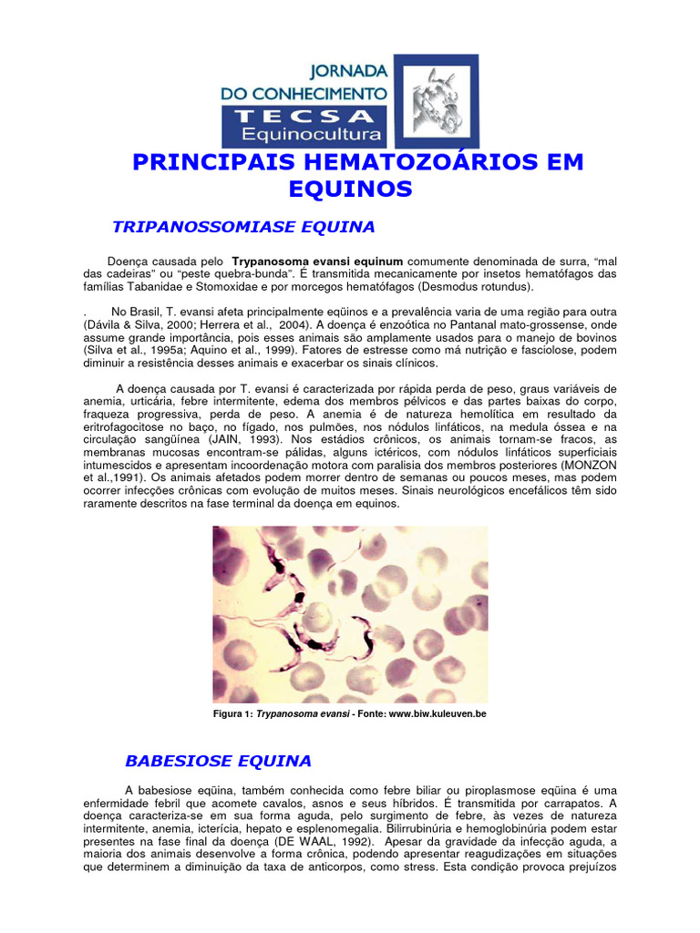 Hematozoários Em Equinos Doenças E Diagnóstico Pdf Anemia Cavalos 