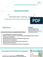 Lecture (3) Nervous System