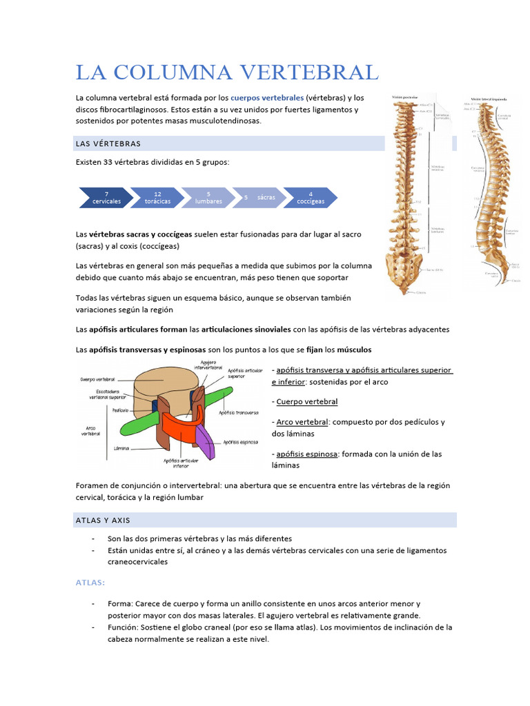 Estructura y Función de la Columna Vertebral | PDF | Vértebra | La ...