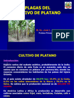 Plagas de Plátano I-2013