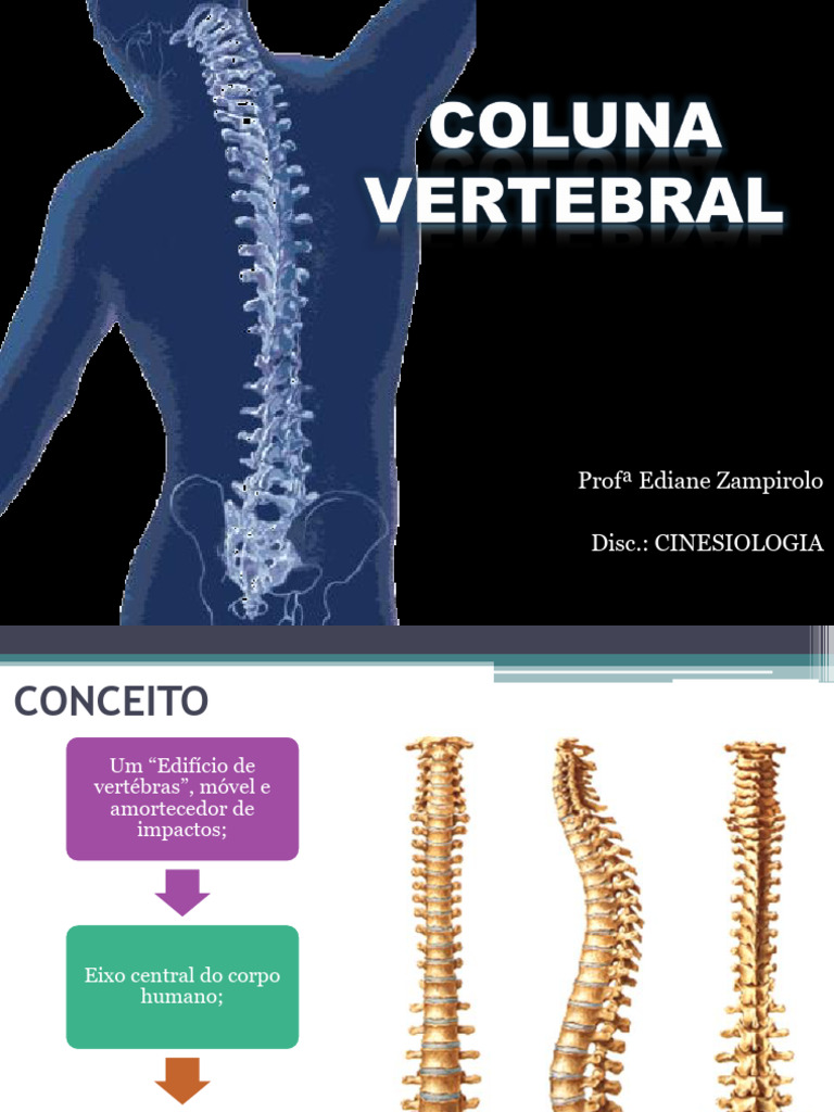 Anatomia e Funções da Coluna Vertebral | PDF | Coluna vertebral | Vértebra