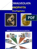 15 Dinophyta