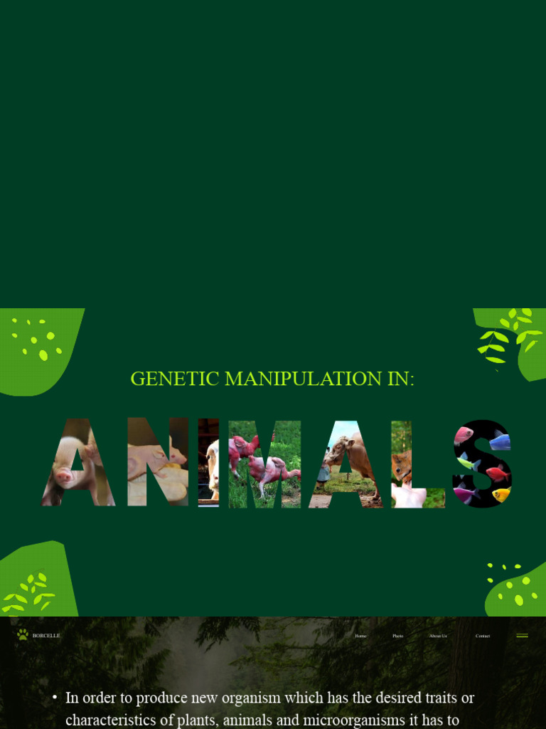 Genetic Manipulation in Animals Explained | PDF | Embryo | Genetics