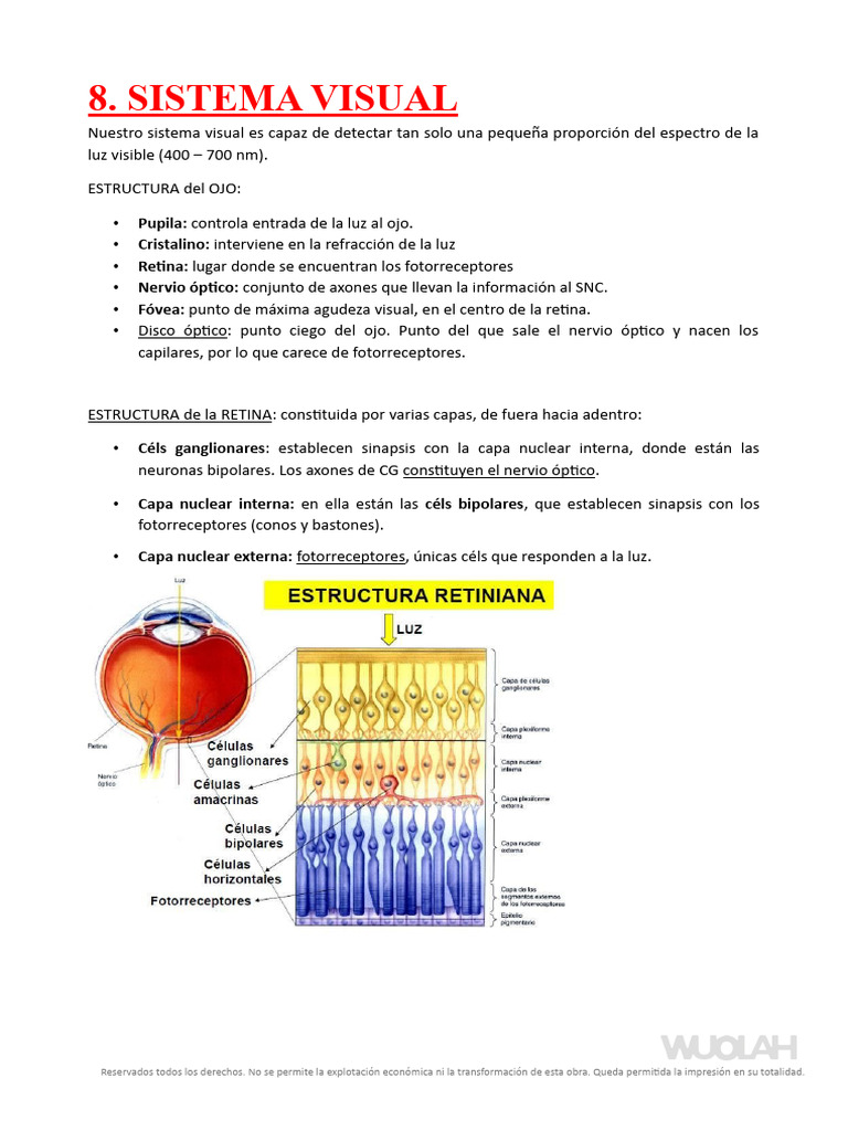 Tema 8 - Vista | PDF | Percepción visual | Sistema visual