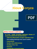 9.infectious Coryza