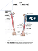 Anatomia Funcional