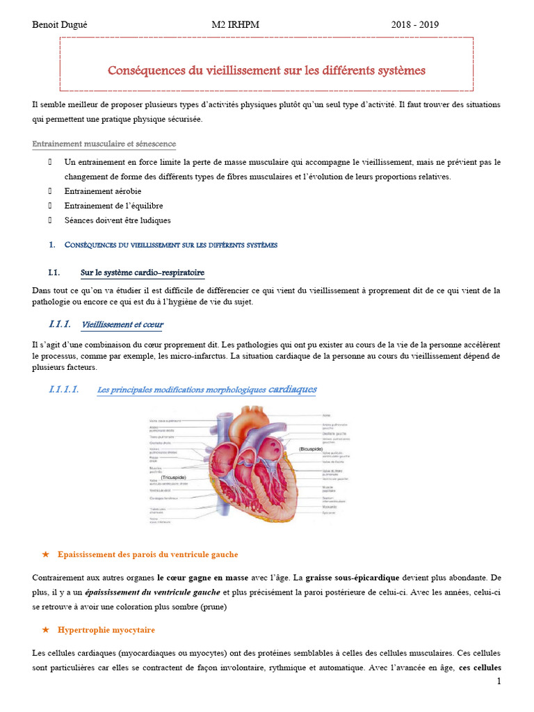 Impact du vieillissement sur le cœur | PDF | Vaisseau sanguin | Poumon