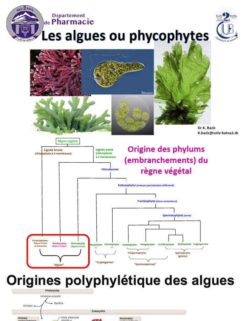 Classification et types des algues PDF Biologie Plantes — free download