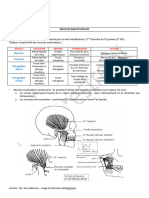 6 - Les Muscles Masticateurs