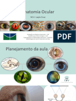 Anatomia Ocular - Clinica Cirurgica UNB Layl