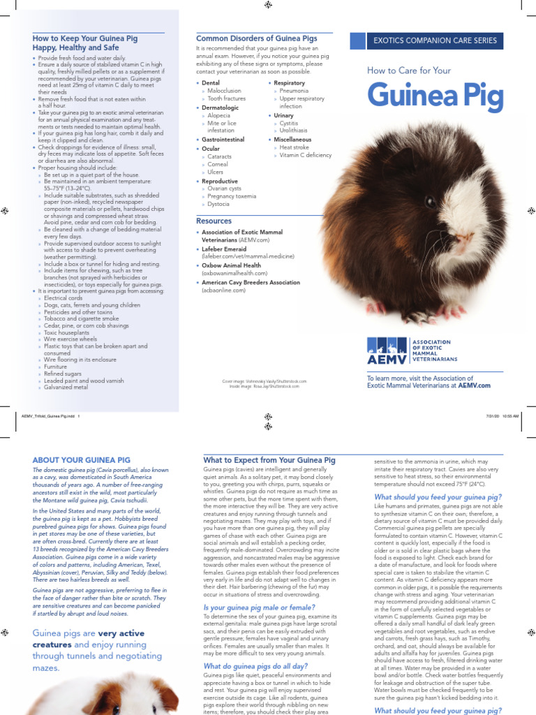 Image showcasing Guinea Pig Care Essentials Guide | PDF | Guinea Pig | Vitamin C