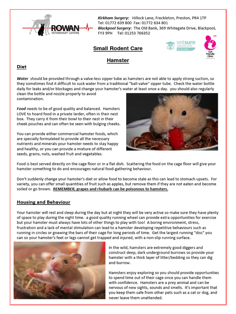 Hamster Care Pdf