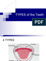 Teeth Structure (O Levels CAIE)